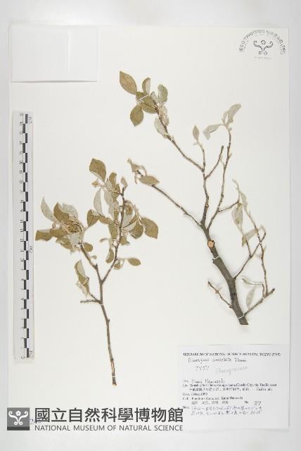 小葉胡頹子藏品圖，第1張