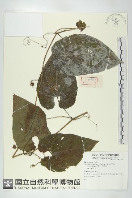 登錄號:S074244藏品圖，第1張