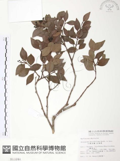 小葉赤楠藏品圖，第1張