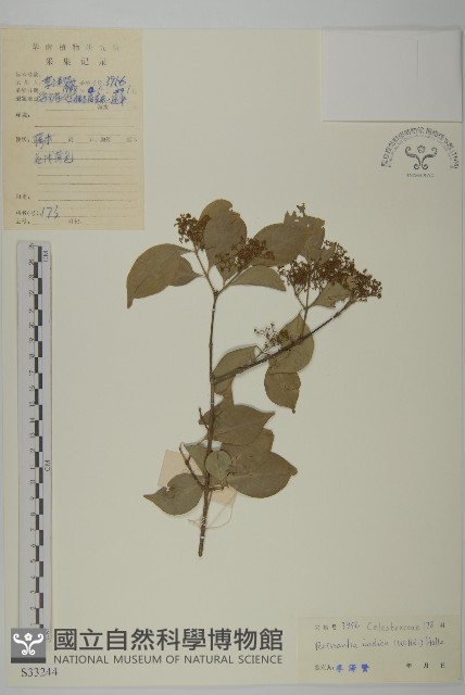 登錄號:S033244藏品圖，第1張
