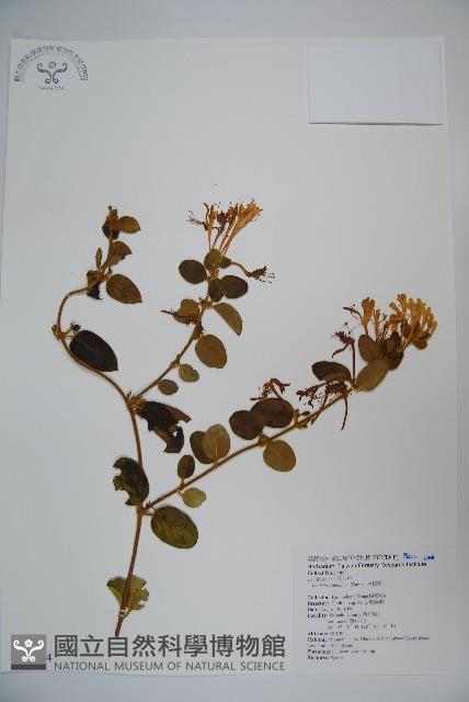 Downy Japanese Honeysuckle Collection Image, Figure 1, Total 2 Figures