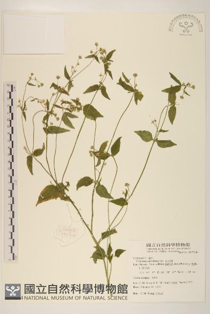 小米菊藏品圖，第1張