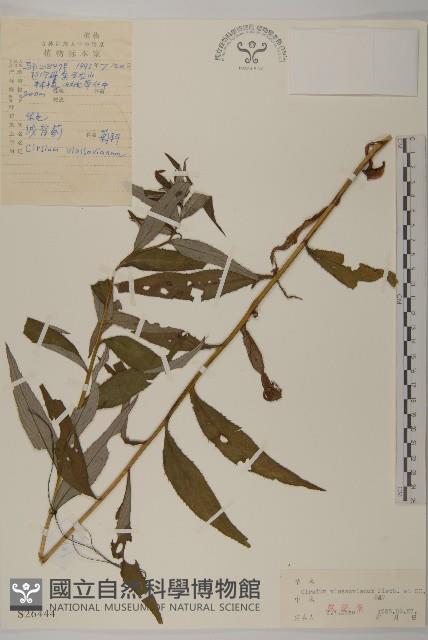 絨背薊藏品圖，第1張