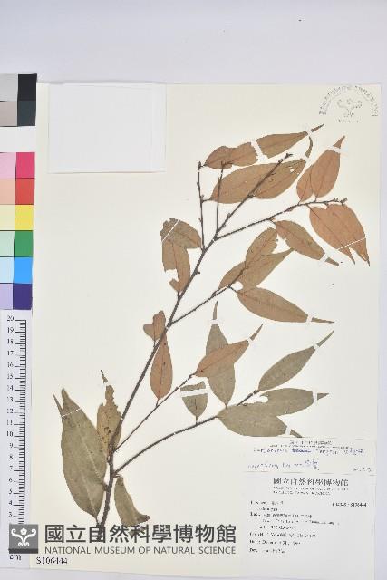 火燒柯、栲樹藏品圖，第1張