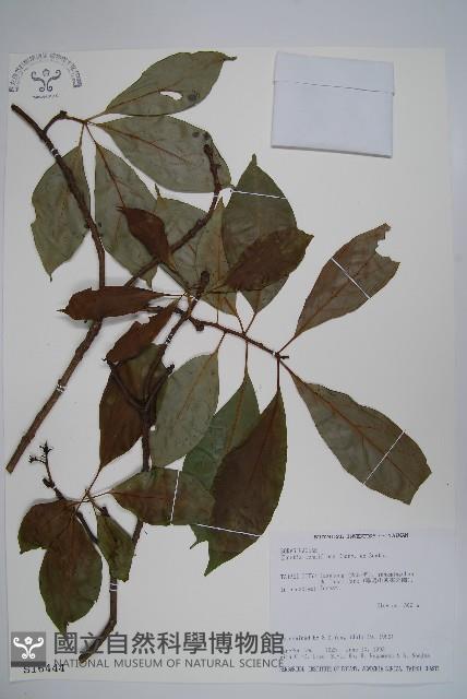 長花厚殼樹藏品圖，第1張