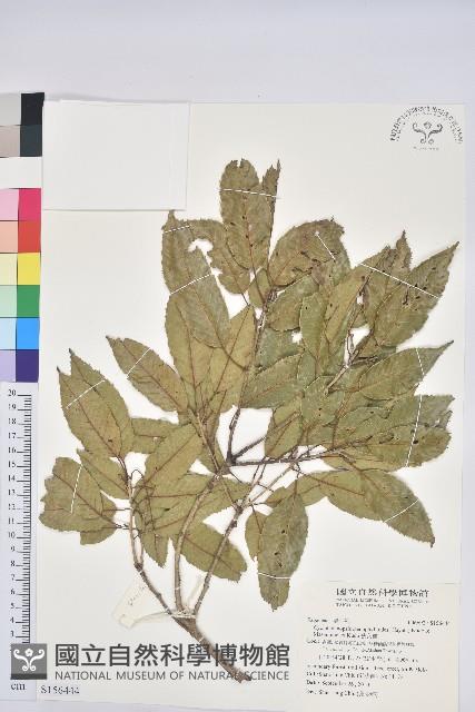 狹葉櫟藏品圖，第1張