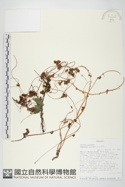 登錄號:S096444藏品圖，第1張