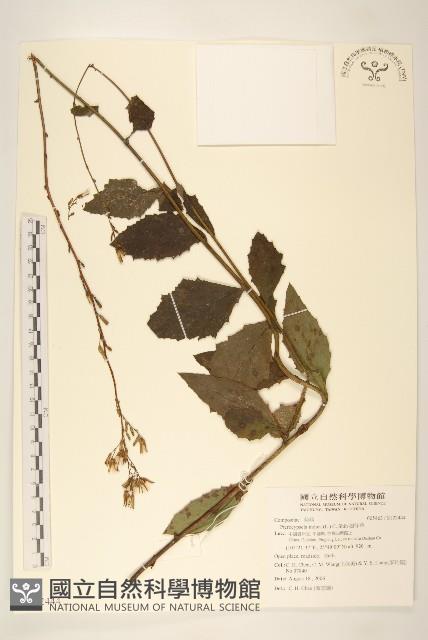 鵝仔草藏品圖，第1張