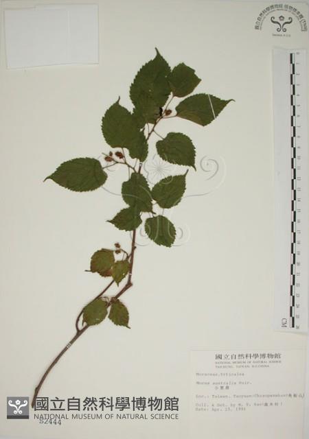 小桑樹藏品圖，第1張