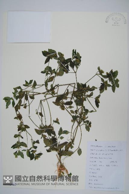 爵床、六角英藏品圖，第1張