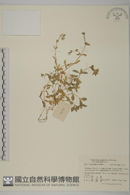 球序卷耳藏品圖，第1張