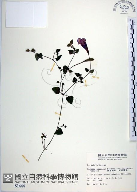 倒地蜈蚣、四角銅鑼藏品圖，第1張