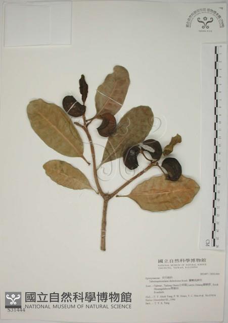 蘭嶼馬蹄花藏品圖，第1張