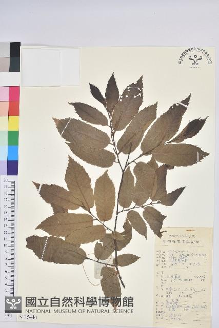 茅栗藏品圖，第1張