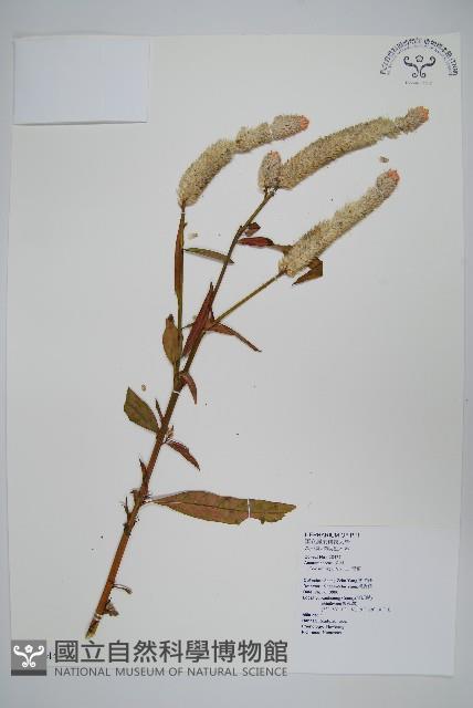 青葙藏品圖，第1張