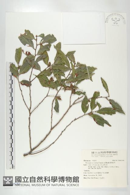 軟毛柿藏品圖，第1張