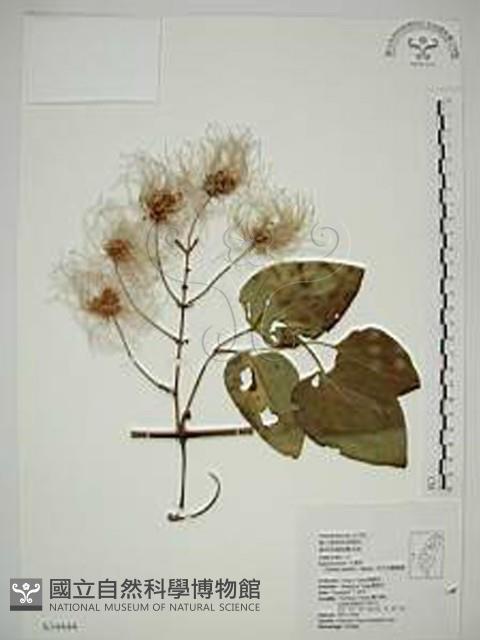 田代氏鐵線蓮藏品圖，第1張