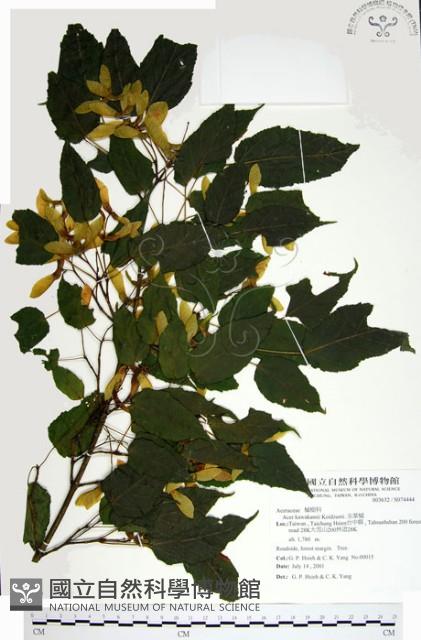 尖葉槭藏品圖，第1張