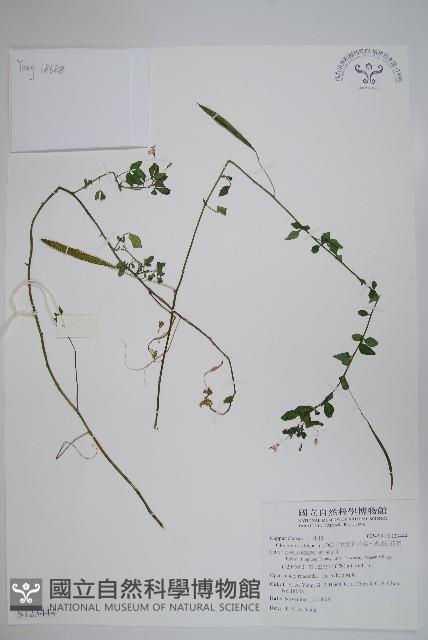 平伏莖白花菜、成功白花菜藏品圖，第1張