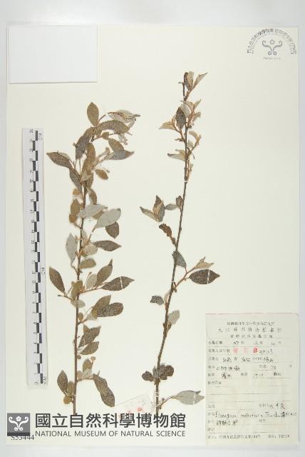 木半夏藏品圖，第1張