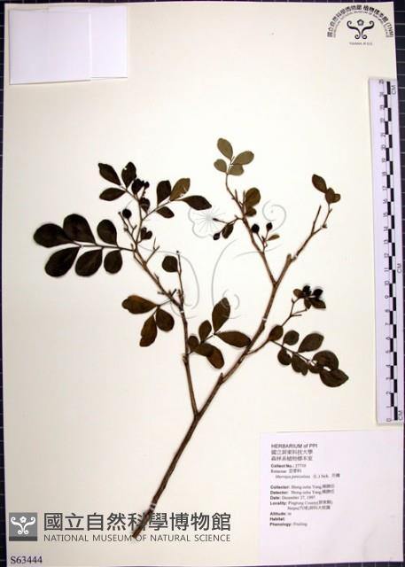 月橘藏品圖，第1張