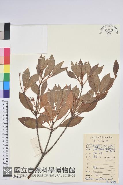 吊鐘花藏品圖，第1張