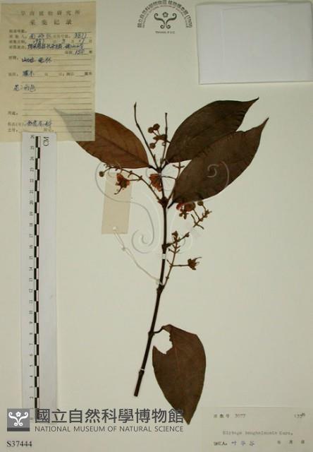 猿尾藤藏品圖，第1張