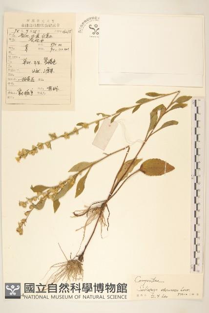 一枝黃花藏品圖，第1張