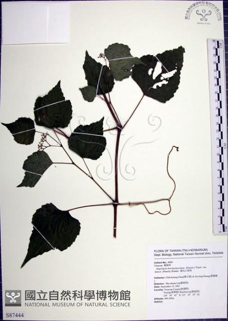 漢氏山葡萄藏品圖，第1張