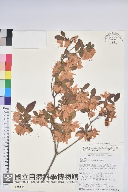 南澳杜鵑藏品圖，第1張