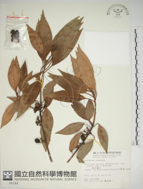 金新木薑子藏品圖，第1張