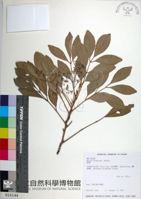 紅柴藏品圖，第1張