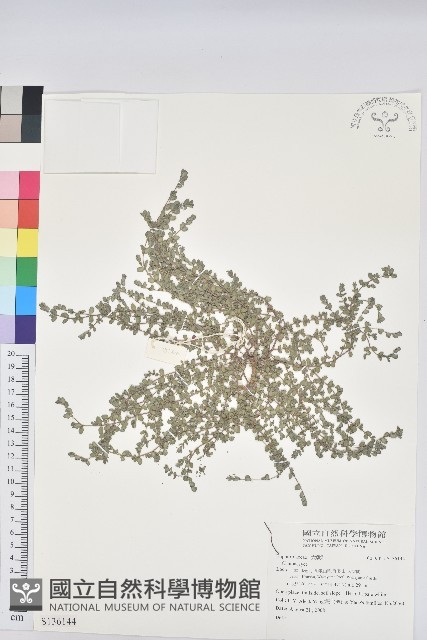 登錄號:S136144藏品圖，第1張