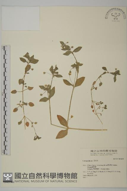 登錄號:S046144藏品圖，第1張