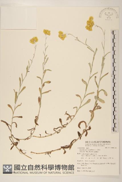 鼠麴草藏品圖，第1張