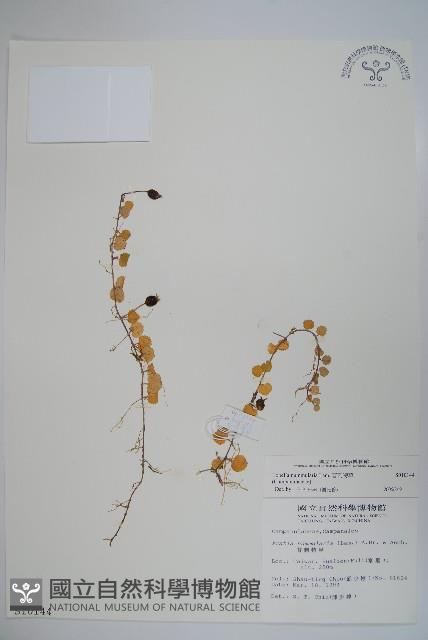 普刺特草藏品圖，第1張