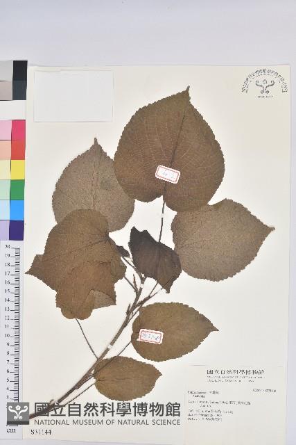 登錄號:S031144藏品圖，第1張