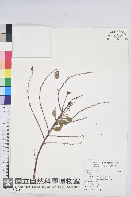 登錄號:S125144藏品圖，第1張