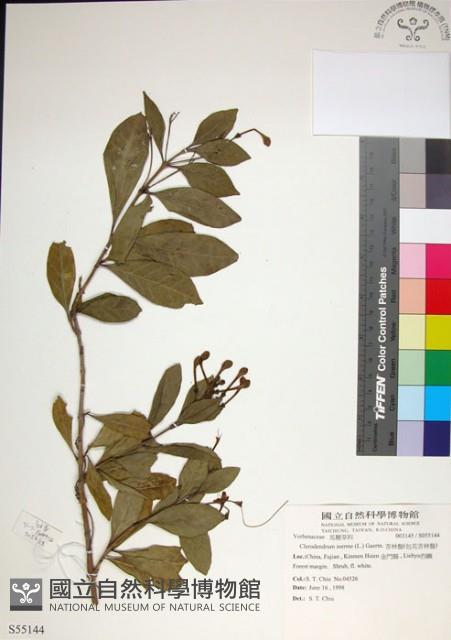 苦林盤藏品圖，第1張