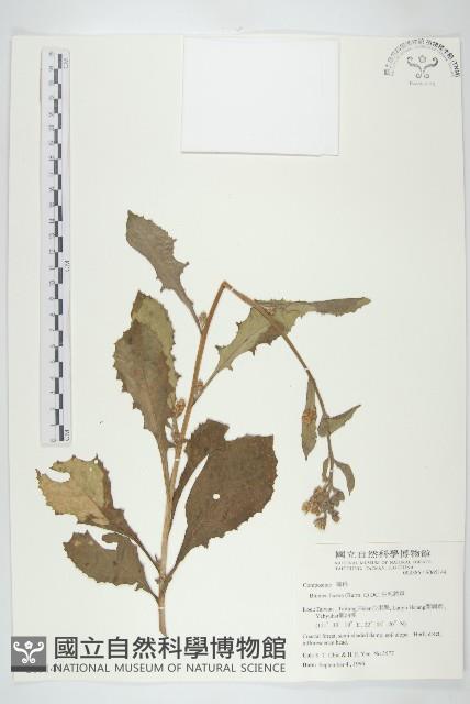 生毛將軍藏品圖，第1張