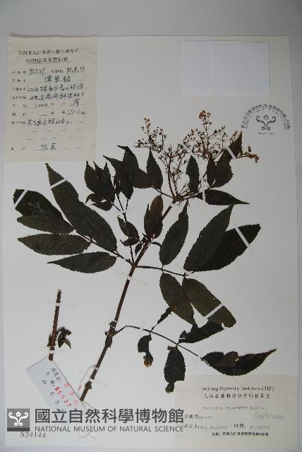 冇骨消藏品圖，第1張