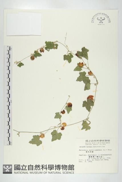 倒吊金鐘、天花藏品圖，第1張