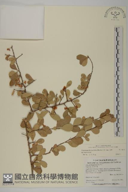 北仲, 刺裸實藏品圖，第1張