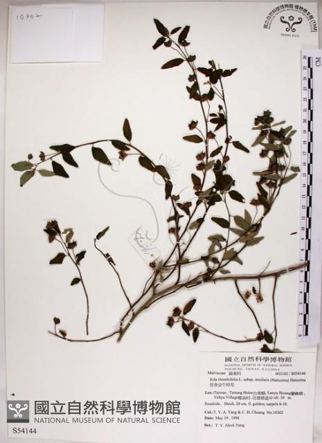 恆春金午時花藏品圖，第1張