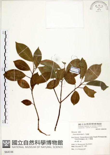 榕樹藏品圖，第1張