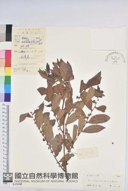 紅毛饅頭果藏品圖，第1張