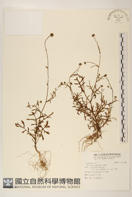 矮菊藏品圖，第1張