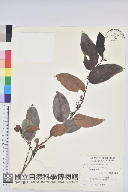 錫蘭饅頭果，香港饅頭果，大葉饅頭果，香港算盤子藏品圖，第1張