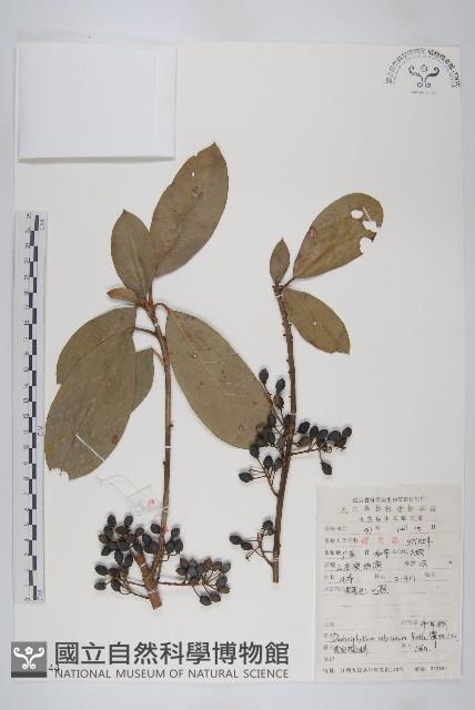 牛耳楓藏品圖，第1張