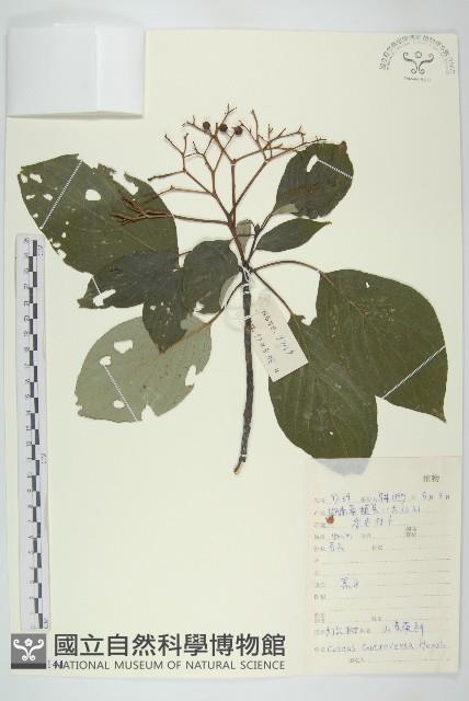 燈臺樹藏品圖，第1張